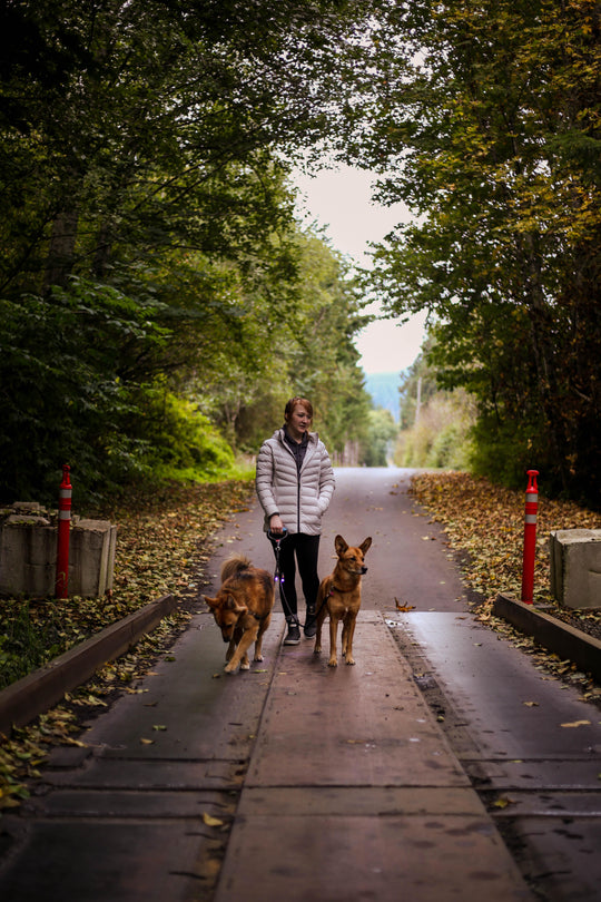 woman walking two dogs with double dog leash with lights