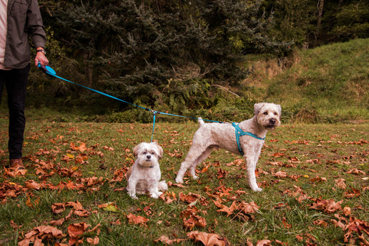 Man walking two dogs with Double Dog Leash Coupler with Gel Handle