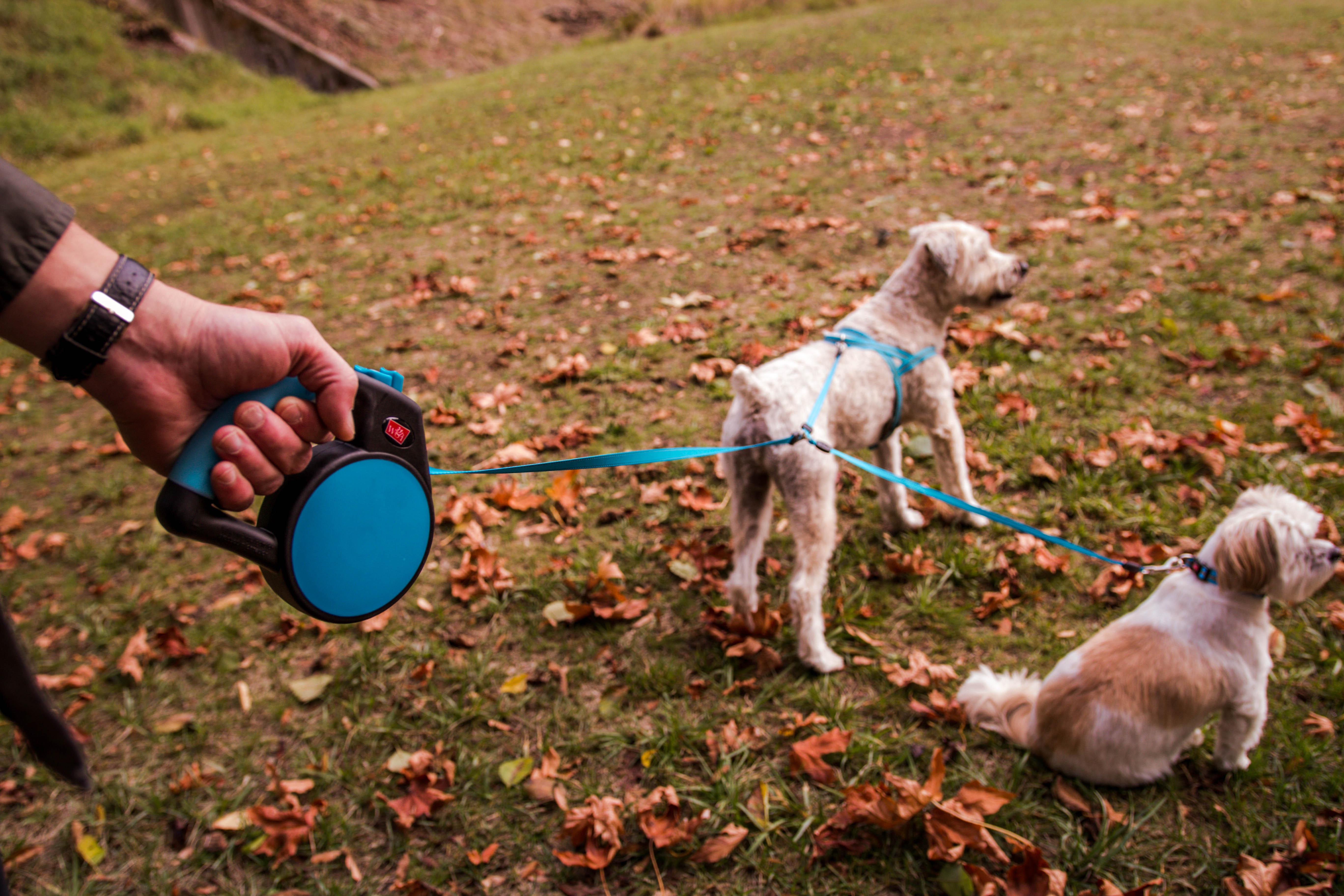 Dual dog leash retractable best sale