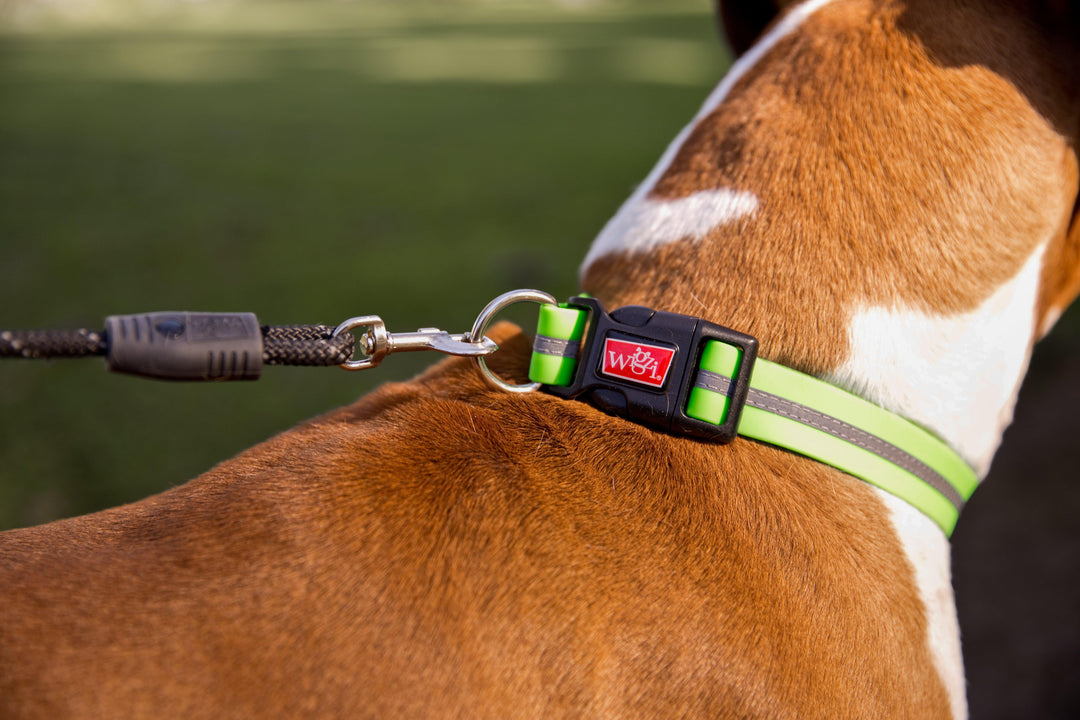 Dual Doggie Rope Lead for Medium to Large Dogs attached to dog's collar