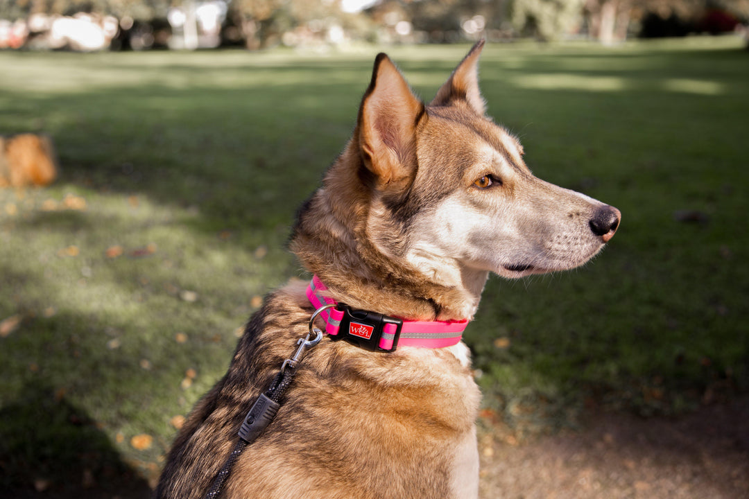 Dual Doggie Rope Lead for Medium to Large Dogs attached to dog's Wigzi collar